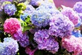 Mixed Color Hydrangea Seeds 50 Seeds Easy to Grow Large Blooms Hydrangea macrophylla