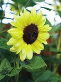 Sunflower Seeds, 100 Count, Lemon Queen Variety, Vibrant Colorful Blooms, Helianthus annuus
