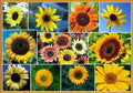 Sunflower Seeds for Planting - Exotic Colors Mix, 100+ Seeds, Helianthus annuus