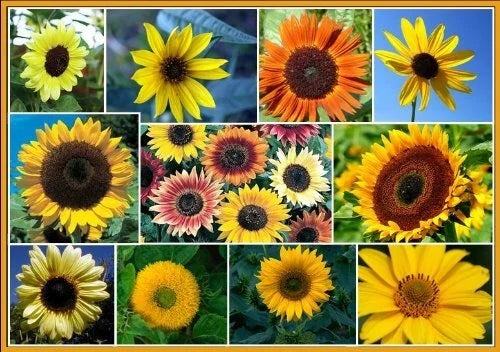 Sunflower Seeds for Planting - Exotic Colors Mix, 100+ Seeds, Helianthus annuus