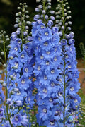 Delphinium Seeds - 200+ Sunny Skies Variety - Garden Planting - Delphinium elatum - USA - Free Shipping