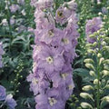 Giant Imperial Larkspur Seeds - 100+ Newly Harvested Seeds for Cut Flowers - Delphinium ajacis