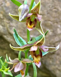 Adam & Eva Orchid Plant - Bare Root Putty Root - Rare Orchid Species (Phragmipedium)