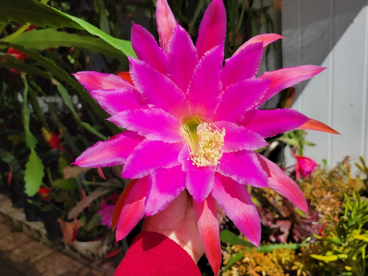 Epiphyllum Chanteuse Unrooted Cuttings - 8 to 10 Inches Long - Exotic Cactus Cutting - Epiphyllum spp.
