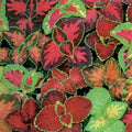 Coleus Seeds Rainbow Mix 350+ Pack for Shade Garden Container Houseplant Groundcover - Easy to Grow
