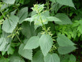 Stinging Nettle Seeds - 100 Urtica dioica - Organic Herbal Plant for Medicinal Use