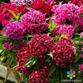 Pinocchio Mix Carnation Seeds - 200+ Pack for Garden Planting - Dianthus caryophyllus - USA Quality