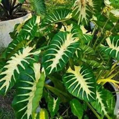 Maui Sunrise Colocasia esculenta Small Rooted Starter Plant Royal Hawaiian