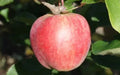 Yarlington Mill Apple Seeds - 25+ Heirloom Seeds for Garden Planting - Malus domestica - USA