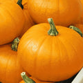 Spookie Pumpkin Seeds | NON-GMO Heirloom | Fresh Garden Seeds | Cucurbita pepo
