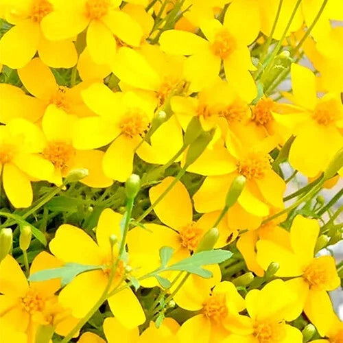 Mexican Tarragon Seeds | 100 Heirloom Seeds | Non-GMO | Tagetes lucida | Free Shipping