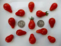 Red Pear Seeds - 50 Fresh Pear-Shaped Cherry Seeds - Prunus avium - Buy 3 Varieties for 20% Off!
