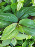 Wandering Jewel Plant Unrooted Cutting - Flame Dance - Tradescantia Zebrina