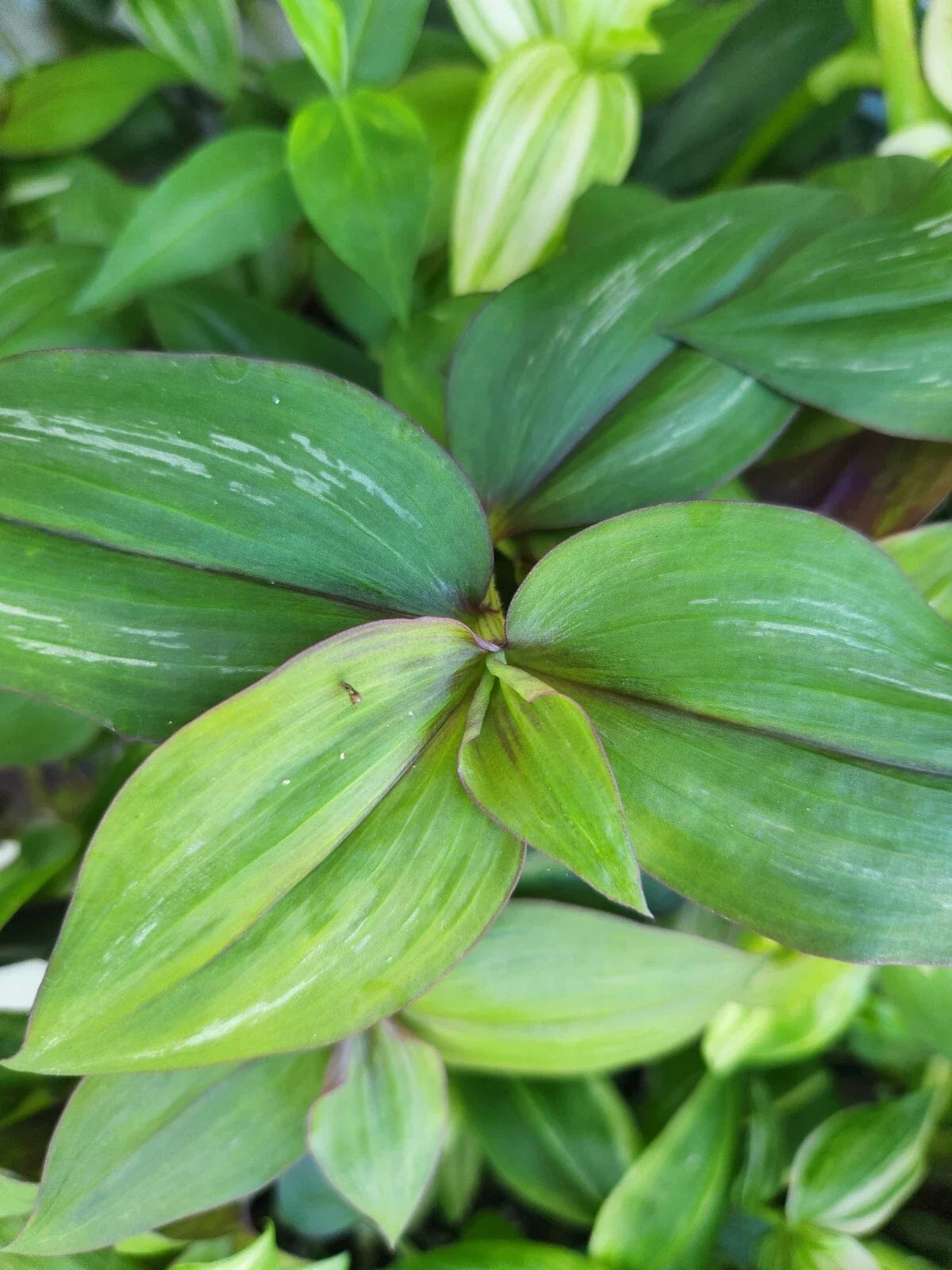 Wandering Jewel Plant Unrooted Cutting - Flame Dance - Tradescantia Zebrina