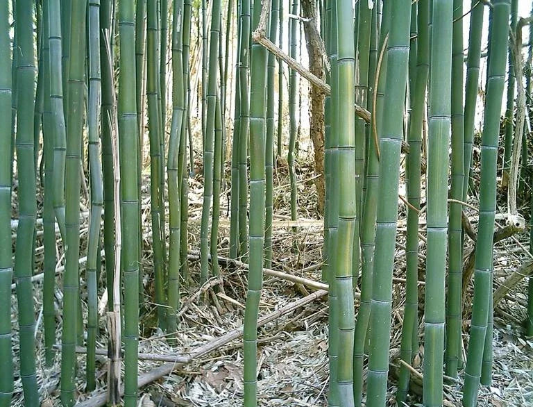 1 Ft Yellow Groove Bamboo Rhizome Cutting - Phyllostachys aureosulcata - Garden Plants Hardy Zone 5