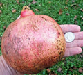 12 Thin Pomegranate Cuttings, Wonderful Variety, Rooting Grafting Scions, Punica granatum