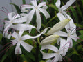 Crinum Lily Bulb, Large Blooming-Size, Erubescens, Aquatic Plant for Water Gardens