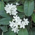 Madagascar Jasmine Starter Plant - Small Rooted Green Leaf Stephanotis - Fragrant Indoor Houseplant (Stephanotis floribunda)