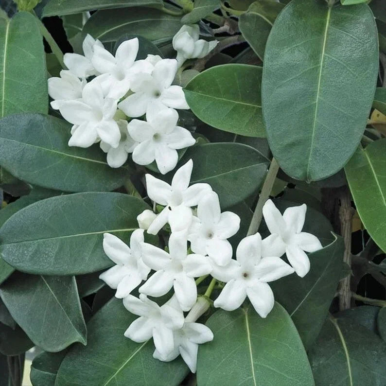 Madagascar Jasmine Starter Plant - Small Rooted Green Leaf Stephanotis - Fragrant Indoor Houseplant (Stephanotis floribunda)