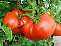 Organic Beefsteak Tomato Seeds - 150+ Count - Heirloom Variety for Summer Garden & Containers - Solanum lycopersicum