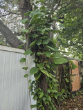 Giant Green Pothos Cuttings 6-8 In, Taro Vine, Single Leaf, Epipremnum aureum