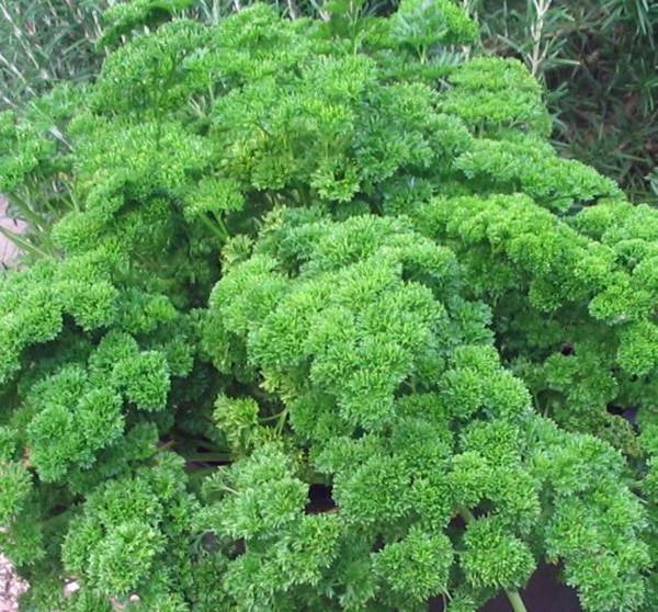 Parsley Seed, Heirloom Moss Curled, Non-GMO, 25+ Seeds, Petroselinum crispum