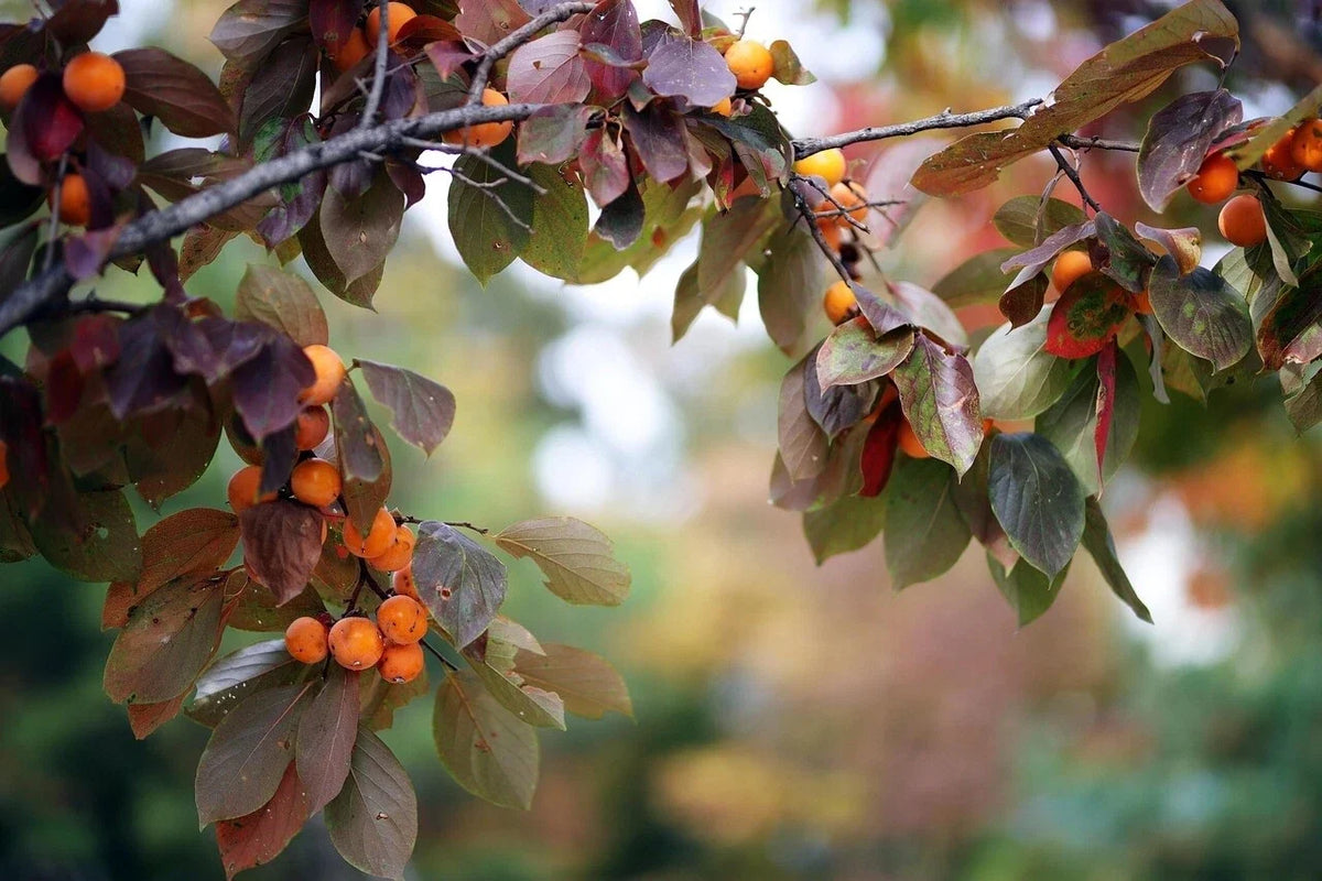 15 Japanese Persimmon Tree Seeds - Diospyros Kaki - Hardy Fruit Plant for Garden