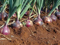 Red Creole Onion Seeds - 150 to 10K Count - Short Day Variety - Allium cepa - Root Rot Resistant, Long Shelf Life