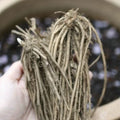 Live Asparagus Crowns - 10 Green Jersey Giant Bare Root - 2 Year Old - Hand Picked Nursery