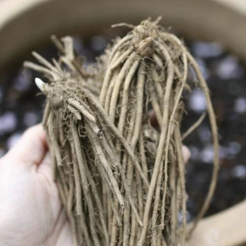 Live Asparagus Crowns - 10 Green Jersey Giant Bare Root - 2 Year Old - Hand Picked Nursery