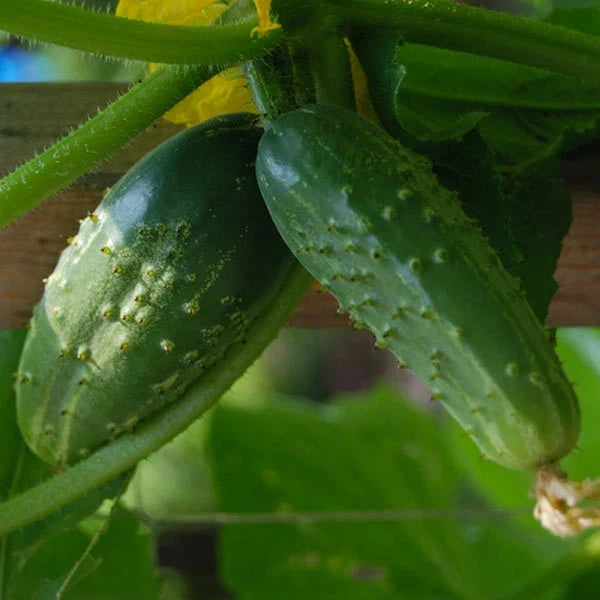 Cucumber Seeds - Double Yield Pickling Variety - 25+ Seeds - Cucumis sativus - Garden Planting Supplies