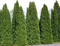Thuja Tree Seeds - Bulk White Cedar Arborvitae - Thuja occidentalis - Perfect for Landscaping and Privacy Hedges