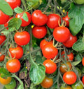 Large Red Cherry Tomato Seeds | Bush Grape Heirloom Vegetable Seeds | Solanum lycopersicum | 2025
