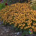 Little Goldstar Rudbeckia Seeds - 200 Count - Black-eyed Susan - Rudbeckia hirta - Garden Planting, USA