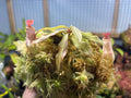 Tropical Pitcher Plant - Nepenthes mirabilis - Exotic Carnivorous Plant for Indoor Gardening