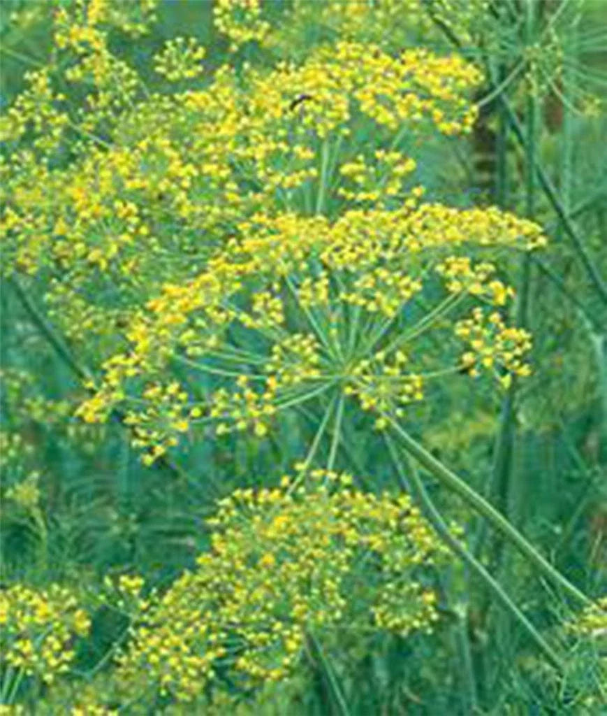 Dill Seed 100 Seeds Mammoth Long Island Heirloom Non-GMO Spice (Anethum graveolens)