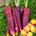 Purple Dragon Carrot Seeds - 2025 Planting, Cosmic Orange Yellow Core Red, Daucus carota