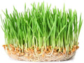 Wheatgrass Sprout Seeds 500 Count - Tasty, Delicious, Easy to Grow - Triticum aestivum