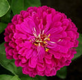 Purple Prince Zinnia Seeds - 200+ Annual Flower Seeds for Garden - Attracts Butterflies & Bees - Zinnia elegans