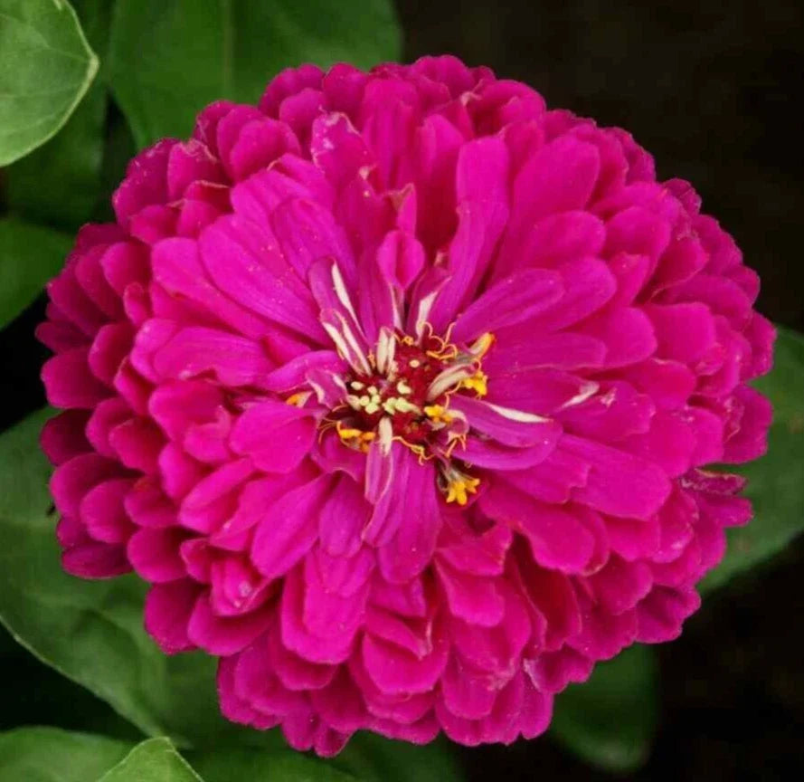 Purple Prince Zinnia Seeds - 200+ Annual Flower Seeds for Garden - Attracts Butterflies & Bees - Zinnia elegans