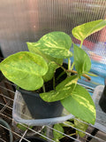 Pothos Live Plant Cuttings - 4 Rooted Cuttings, Indoor/Outdoor Variety, Epipremnum aureum