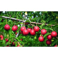 Dwarf Beauty Plum Tree Bare Root - Prunus domestica - Fruit Tree for Small Spaces, Compact Size, Easy to Grow