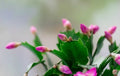 Starter Plants - 3 Living Schlumbergera truncate - Pink Thanksgiving Cactus - Zygocactus with Two-Year Roots