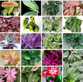 20+ Cuttings Mix Surprise Box | 10 Varieties | Unique Plant Cuttings | Ideal for Propagation and Gardening