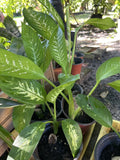 Dieffenbachia Plant Tropical Snow - Rooted Starter Plant - Easy to Grow - Dumb Cane (Dieffenbachia spp.)