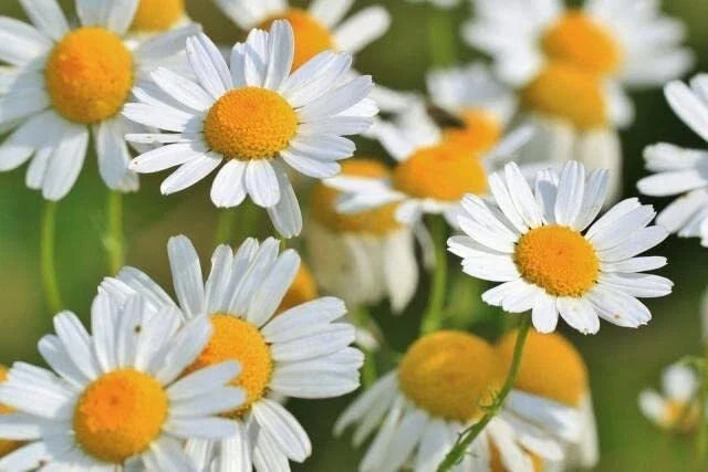 Roman Chamomile Seeds 500 Count - Anthemis nobilis - Organic Herb Garden Seeds for Planting