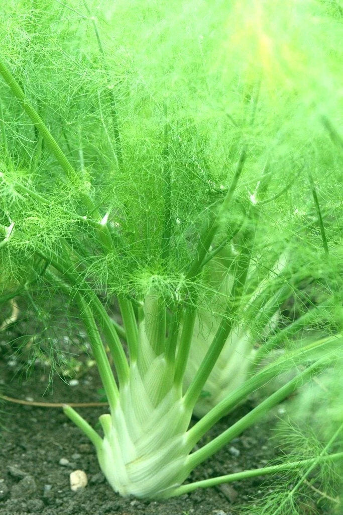Florence Fennel Seeds 100+ Pack, Foeniculum vulgare, Full Sun, Organic Gardening, Biennial/Perennial, Herb Garden Seeds