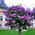 Common Lilac Tree Seeds - 20 Purple Flower Seeds - Fragrant Hardy Perennial Plant - Syringa vulgaris