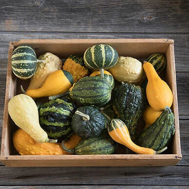 Organic Ornamental Gourd Mix 25 Seeds - Non-GMO, Open-Pollinated, Assorted Varieties (Cucurbita pepo)