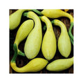 Early Summer Crookneck Squash Seeds - Fresh Non-GMO Seeds for Planting - Cucurbita pepo